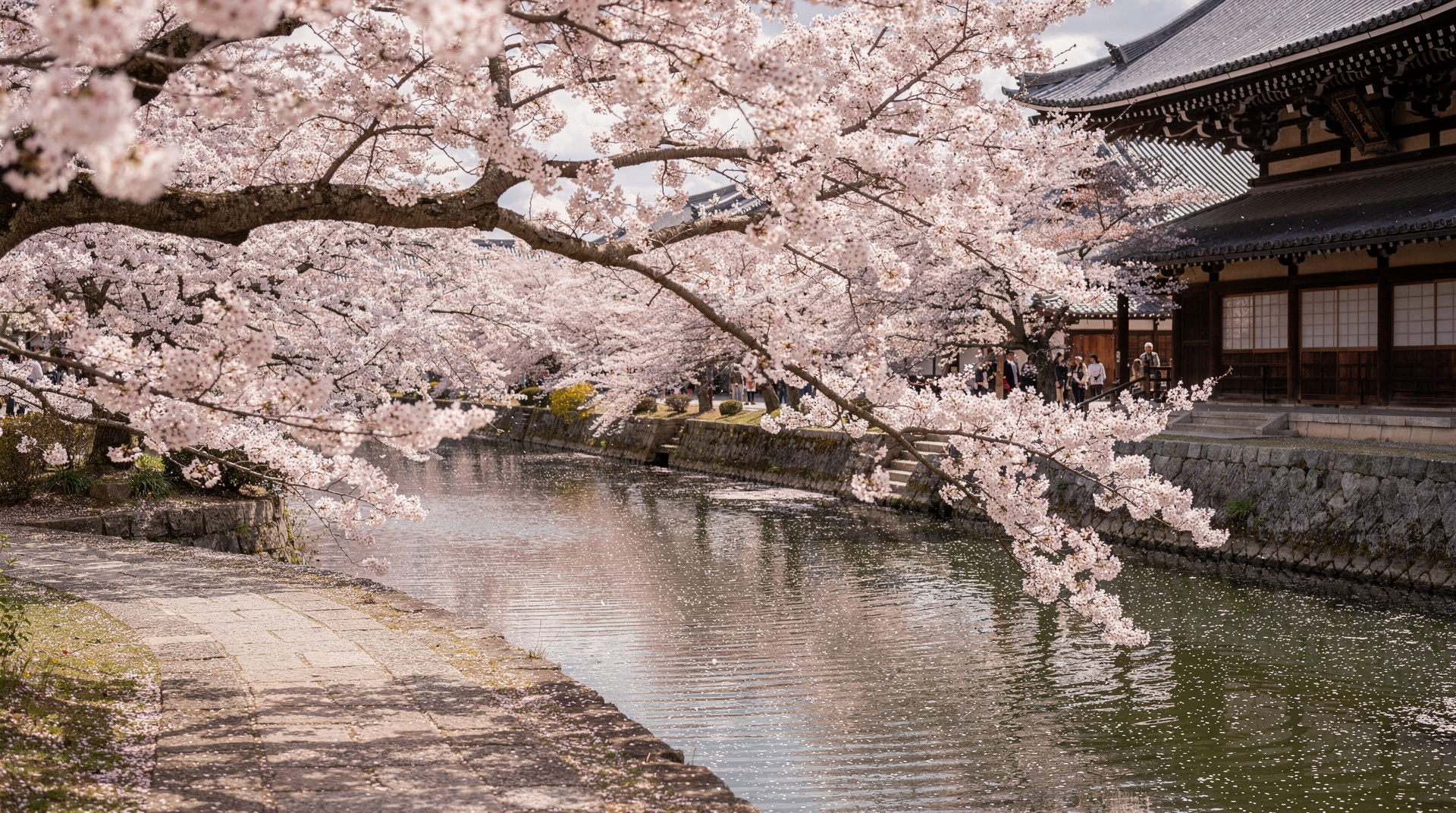 When do cherry blossoms bloom in Kyoto in 2026? — Kyoto's 2026 sakura forecast — historical bloom dates, what full bloom means, an
