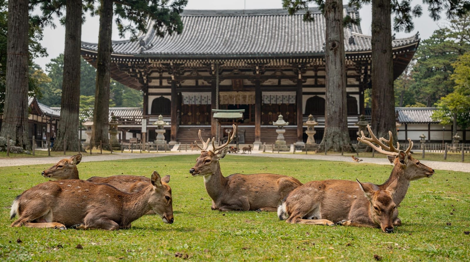 Nara: Todai-ji's Great Buddha & all its treasures in 2 hours