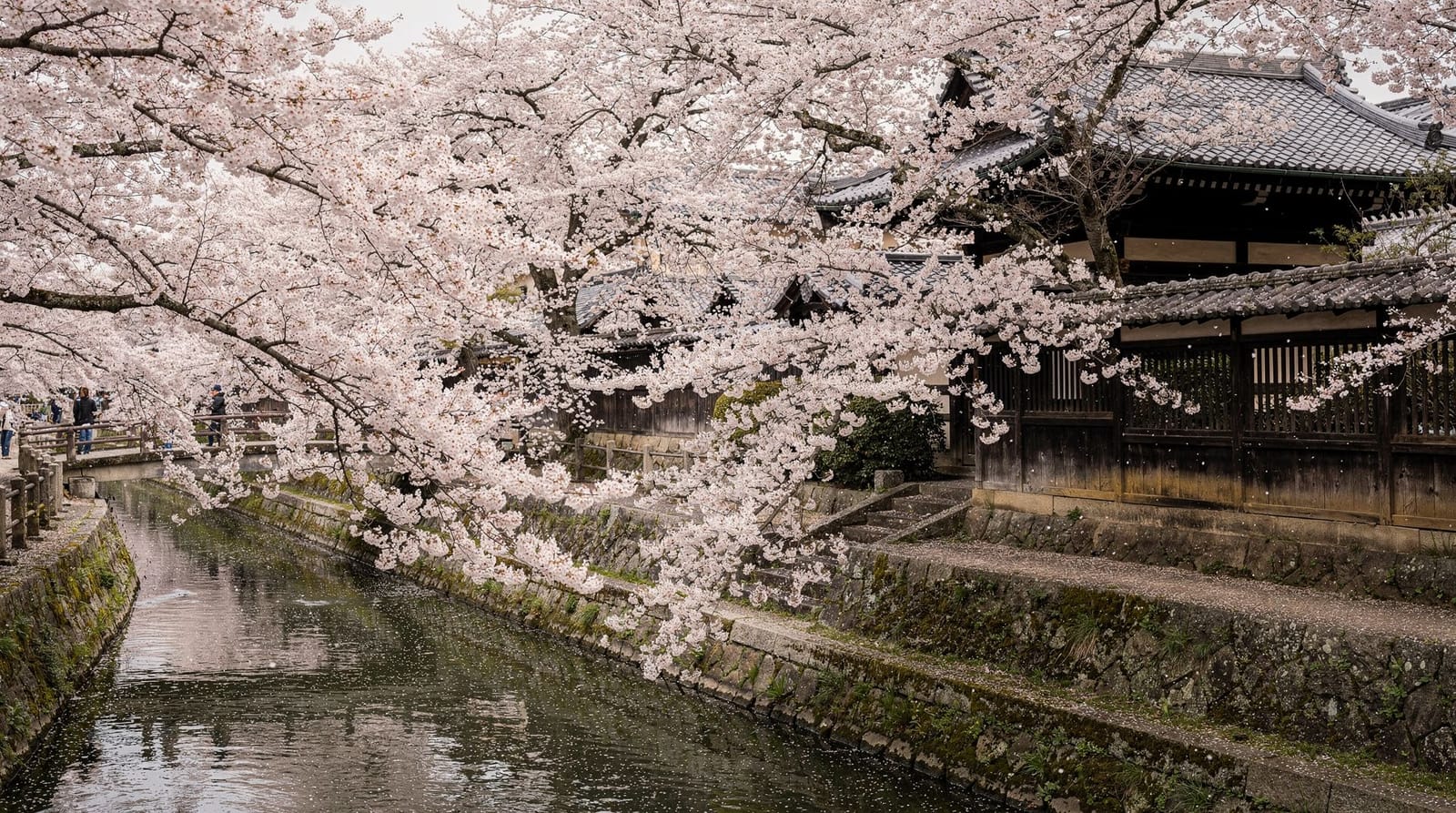Best time & seasons — Kyoto by season — sakura in spring, koyo in autumn, the tsuyu rainy season and t