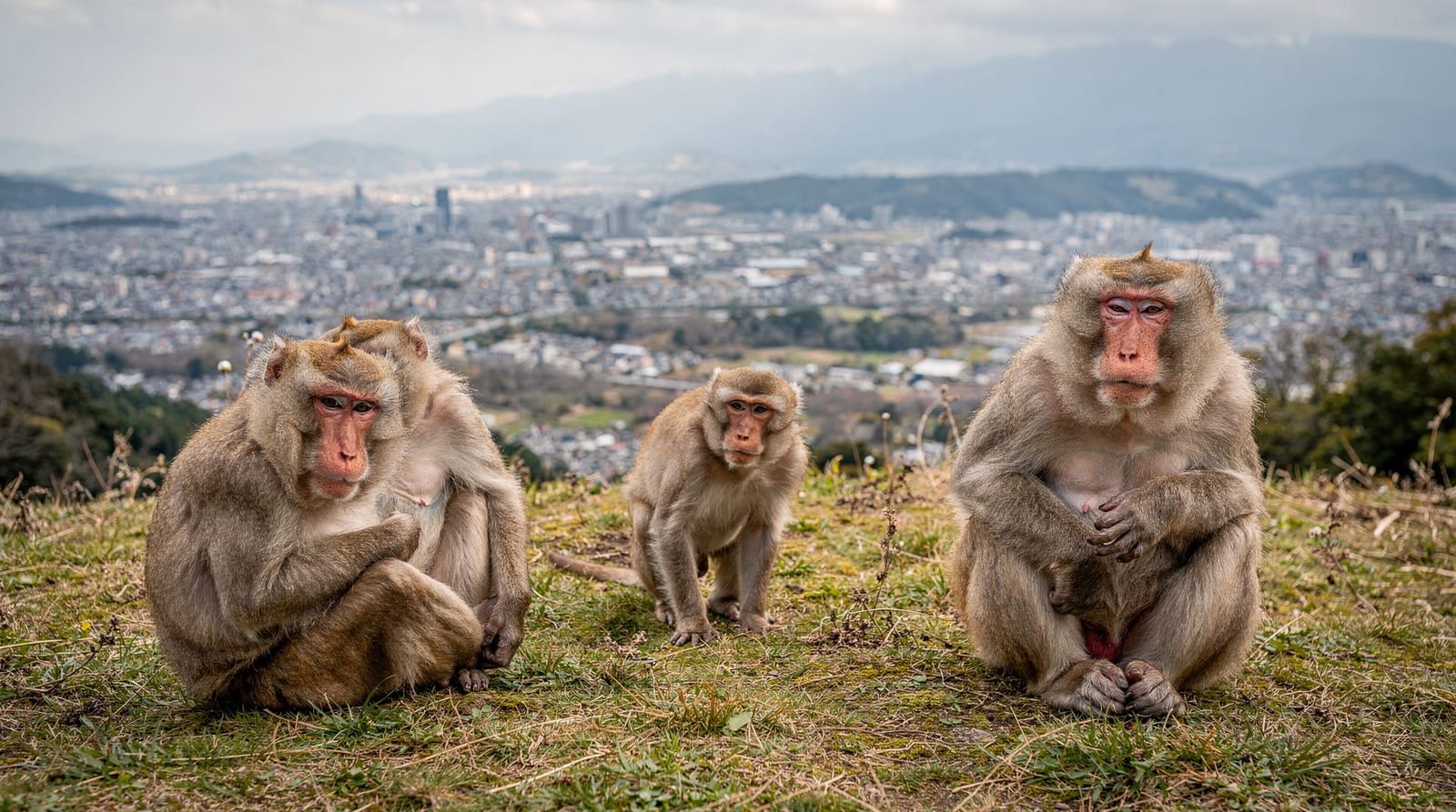 Family — Kyoto with kids — the best family-friendly temples, the Kyoto Railway Museum, th