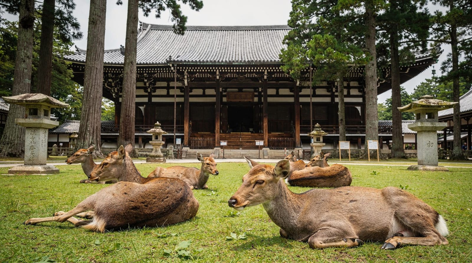 Nara day trip from Kyoto: temples, deer, and the real train costs — How to visit Nara from Kyoto: train prices, Todai-ji hours, the deer park, Kasug