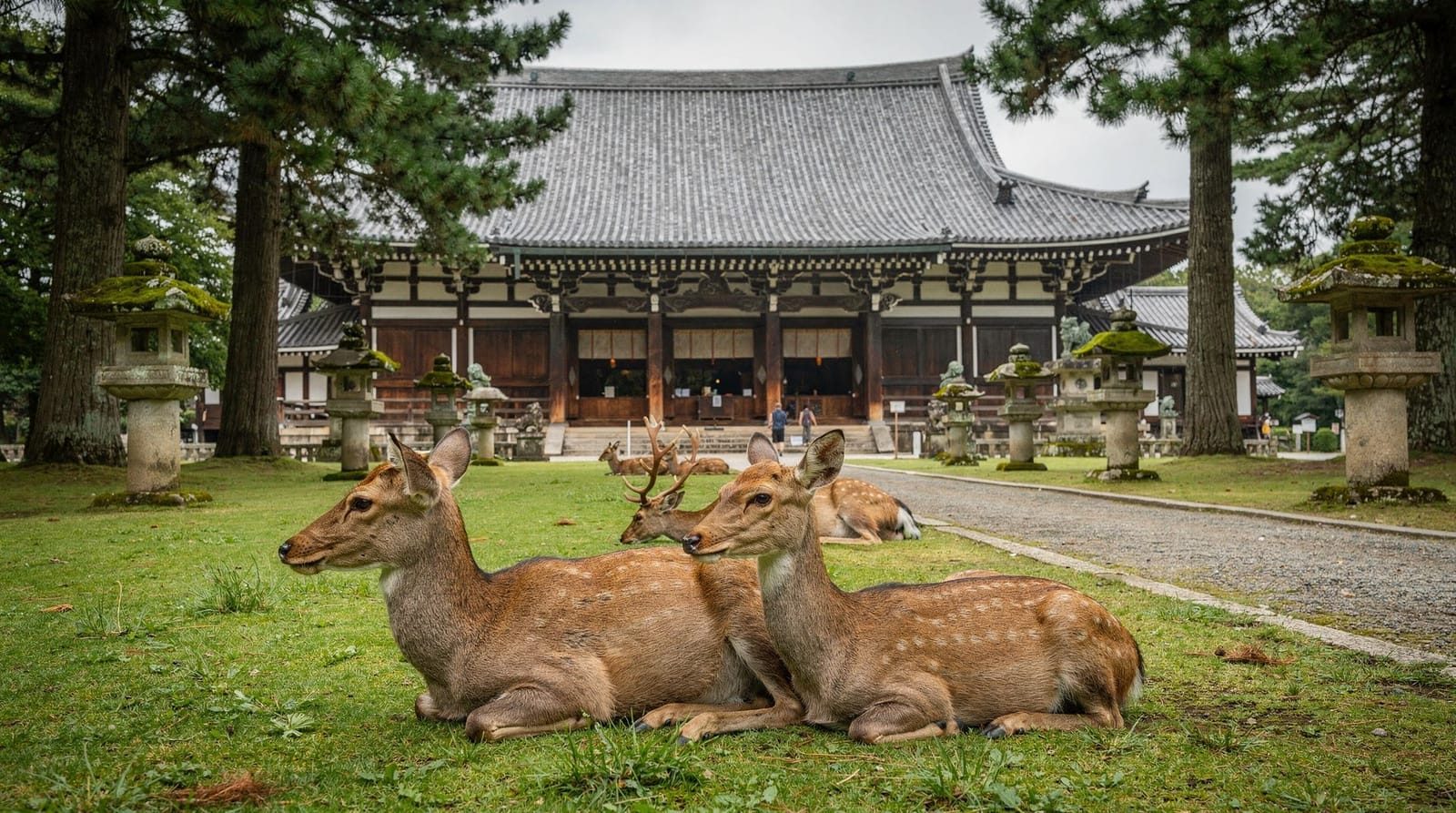 Kyoto and Nara in 2 days — eastern Kyoto plus a full Nara day trip — 2 days — easy — mid-range