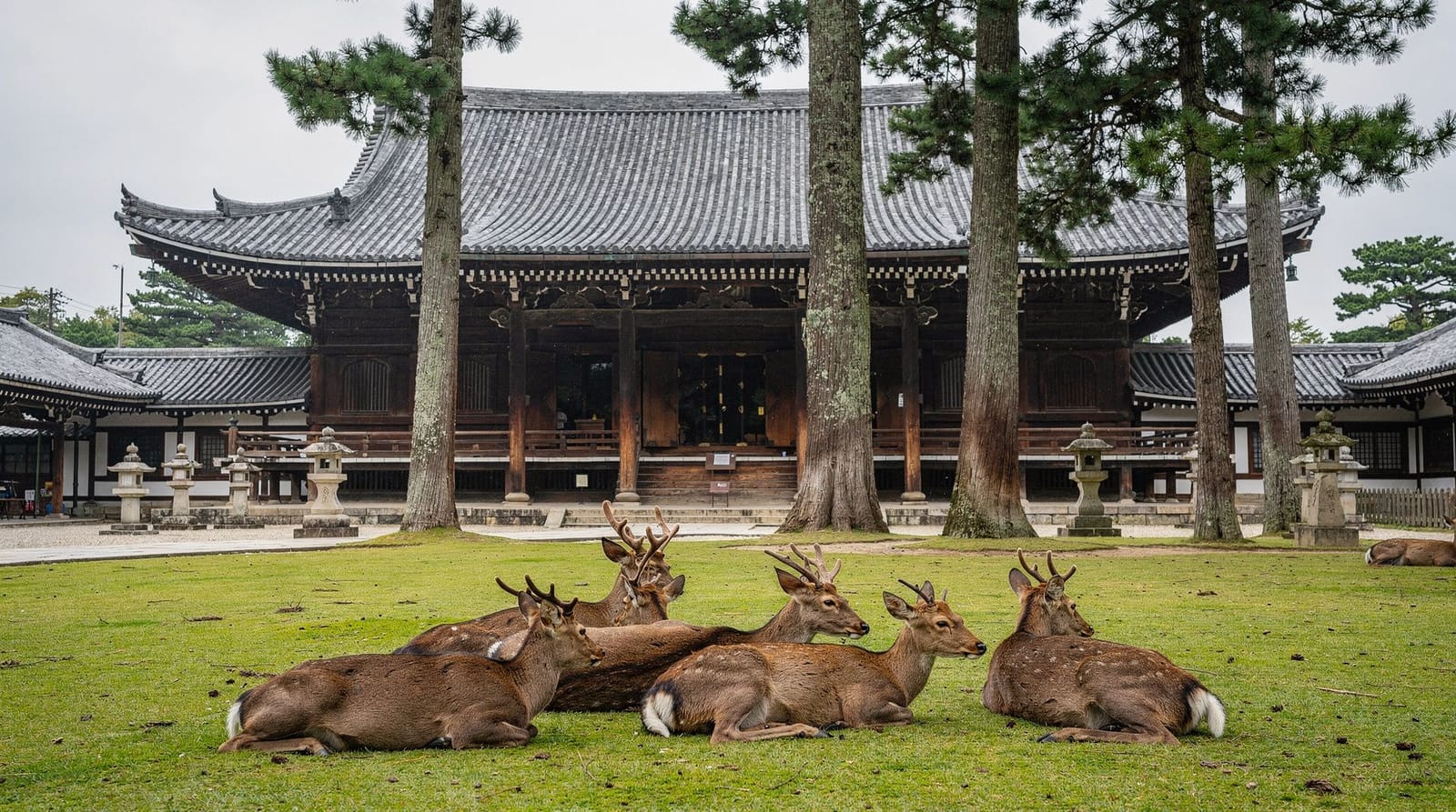 Nara day trip tour review — is a guided tour worth it from Kyoto? — Honest review of guided Nara day trips from Kyoto — deer park, Todai-ji's Great 